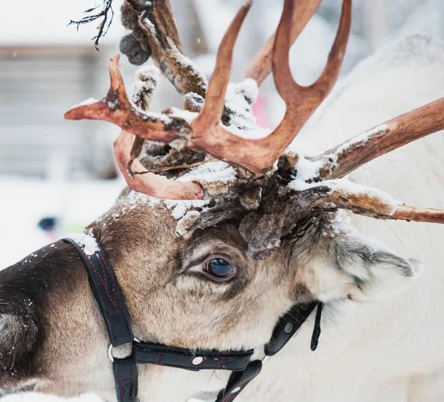 Reindeer, Huskies & Santa Claus Village