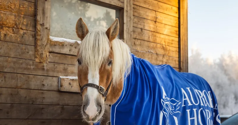 Finnhorse Ride by Santa Claus Village